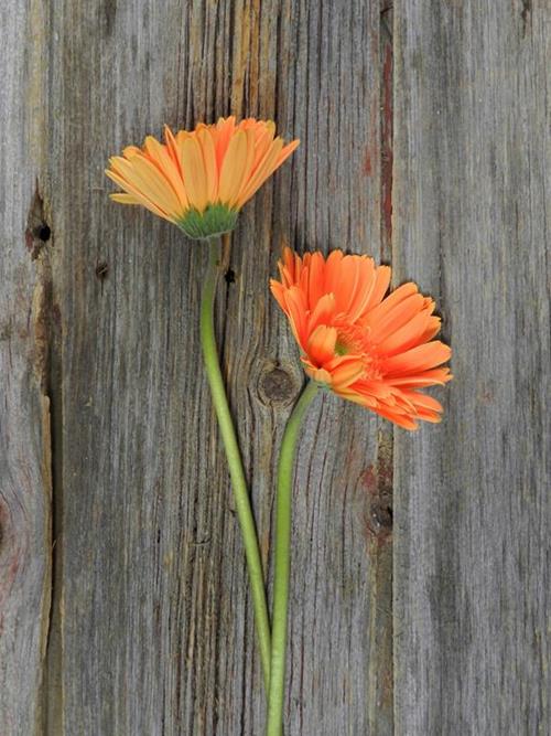  ORANGE GERBERAS